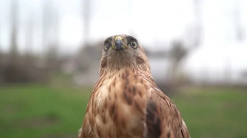 Eagle seen in its natural environment Stock Footage 180952070