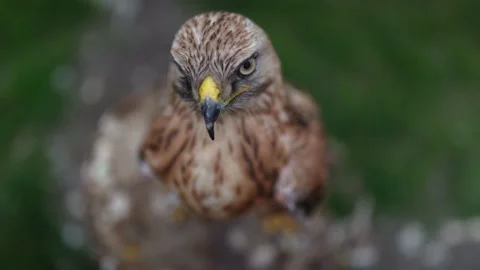 Eagle seen in its natural environment 4k Slowmotion Video stock 180965968