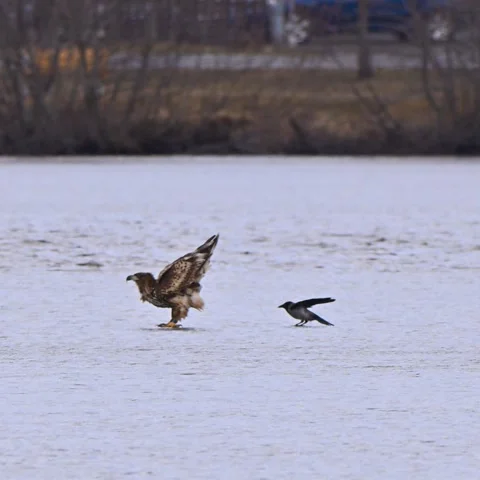 Eagle Sends a Warning Shot to a Crow, Finland - 25 Apr 2026 Stock Footage 345846182