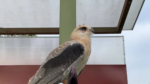 Eagle with sharp eye Video stock 217471192