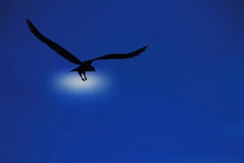 Eagle silhouette Stock Illustration