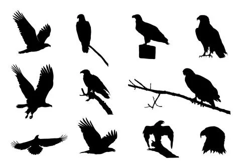 Eagle Silhouettes, Flying Eagle Silhouette, Bald Eagle Silhouette Stock Illustration