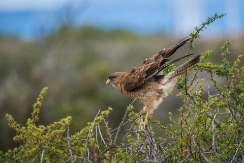 Eagle to sit on a tree branch. Shevelev. Stock Photos
