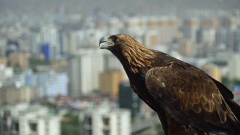 Eagle sits on the background of the city Stock Footage 116347640