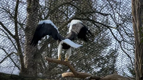 The eagle sits on a branch and flaps its powerful wings. Stock Footage 238460393