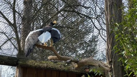 The eagle sits on a branch and flaps its powerful wings. Stock Footage 238461388