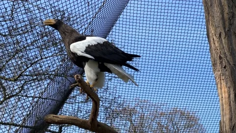 The eagle sits on a branch and flaps its powerful wings. Stock Footage 238461397