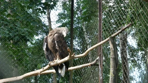 The eagle sits on a branch in the aviary. 動画素材 145768929
