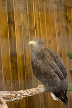 The eagle sits on a branch Stock Photos