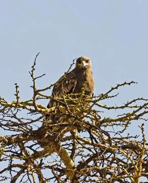 The eagle sits on the branches of a tree Stock Photos