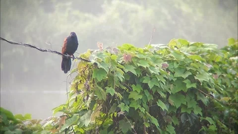 An eagle sits on electric cable Stock Footage 254695344