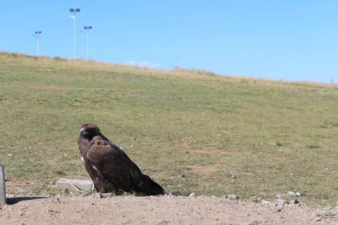 The eagle sits on the ground Stock Photos