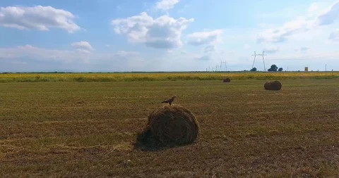 Eagle sits on a haystack Stock Footage 92223980