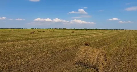 Eagle sits on a haystack Stock Footage 92224021
