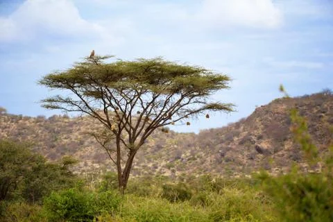 An eagle sits on a huge tree Stock Photos