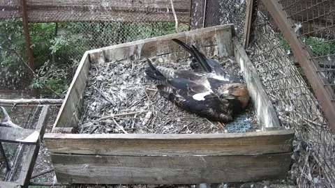 The eagle sits by itself in the nest Stock Footage 159220204