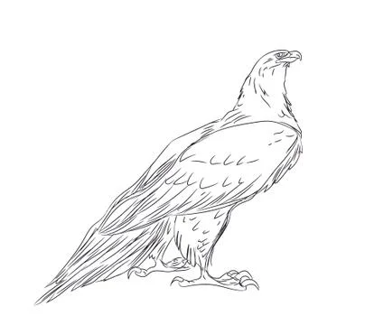 Eagle sits, lines, vector Stock Illustration