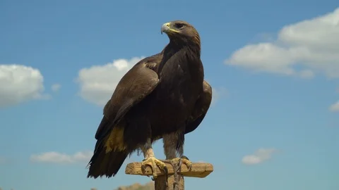 Eagle sits on a pole on a falconry Stock Footage 116391446