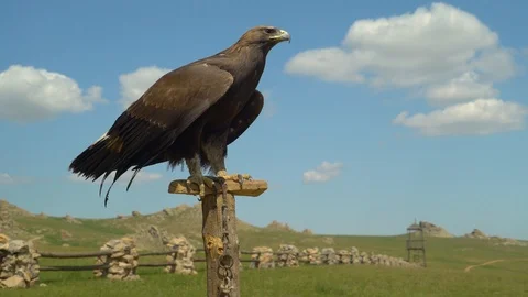 Eagle sits on a pole on a falconry Stock-Footage 116391471