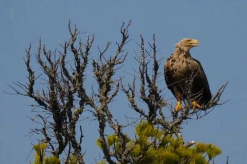 Eagle sits on top of a dried-up tree. An eagle with a yellow beak on a branch Stock Photos