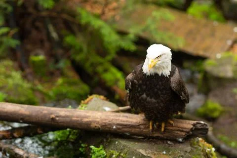 An eagle sits in a tree. Stock Photos