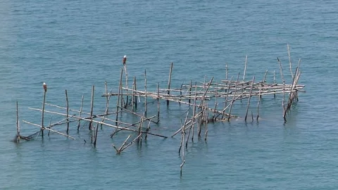 An eagle sitting on a abandoned fish trap by in the sea in Malaysia Stock Footage 155304482