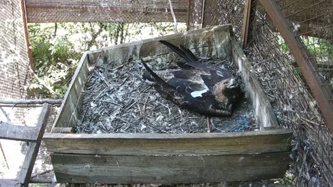 Eagle sitting alone and waitign for the parents Stock Footage 159062115