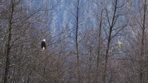 Eagle Sitting In Bare Trees Video stock 121190009