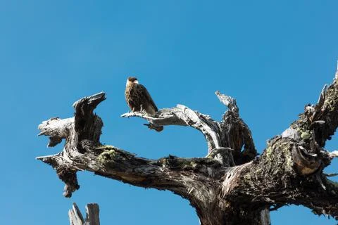 An eagle sitting on the branch of a dead tree Stock Photos