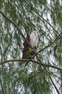 An eagle is sitting on the branch of a tree Foto stock