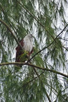 An eagle is sitting on the branch of a tree Foto stock