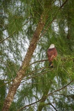 An eagle is sitting on the branch of a tree Stock Photos