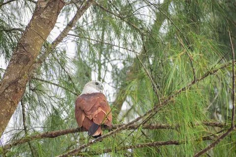 An eagle is sitting on the branch of a tree Stock Photos
