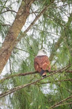 An eagle is sitting on the branch of a tree Stock Photos