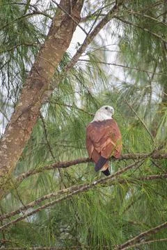An eagle is sitting on the branch of a tree Stock Photos