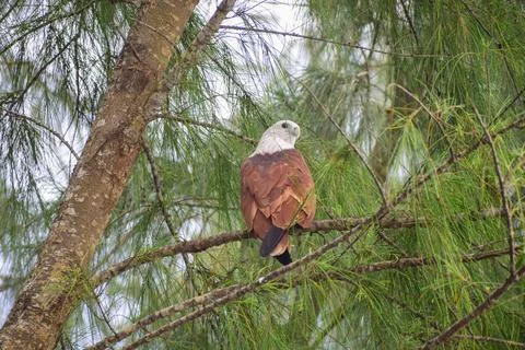An eagle is sitting on the branch of a tree Stock Photos