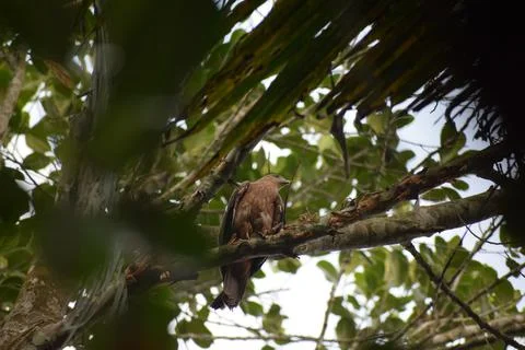 An eagle is sitting on the branch of a tree Stock Photos