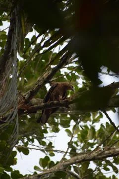 An eagle is sitting on the branch of a tree Stock Photos