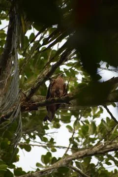 An eagle is sitting on the branch of a tree Stock Photos
