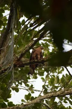 An eagle is sitting on the branch of a tree Stock Photos