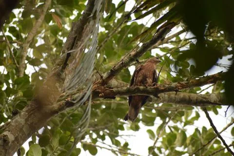 An eagle is sitting on the branch of a tree Stock Photos