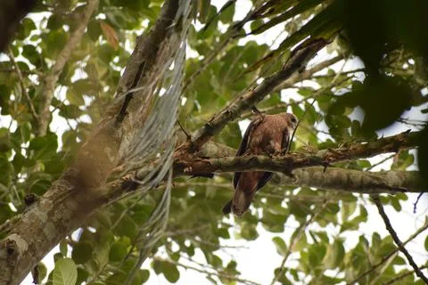 An eagle is sitting on the branch of a tree Stock Photos