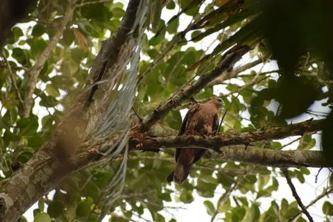 An eagle is sitting on the branch of a tree Stock Photos