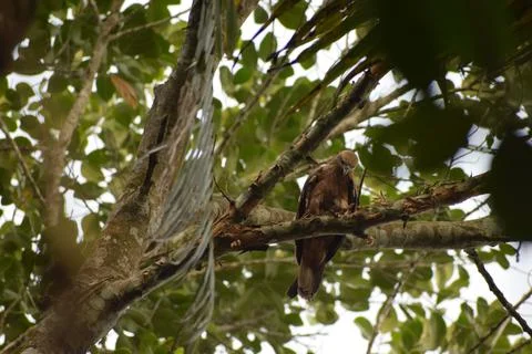 An eagle is sitting on the branch of a tree Stock Photos