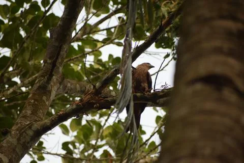An eagle is sitting on the branch of a tree Stock Photos
