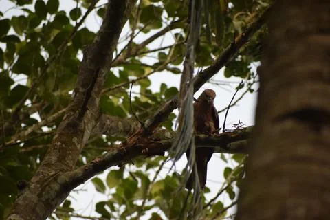 An eagle is sitting on the branch of a tree Stock Photos