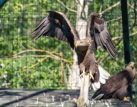 Eagle sitting on a broken tree branch at the zoo. Foto stock
