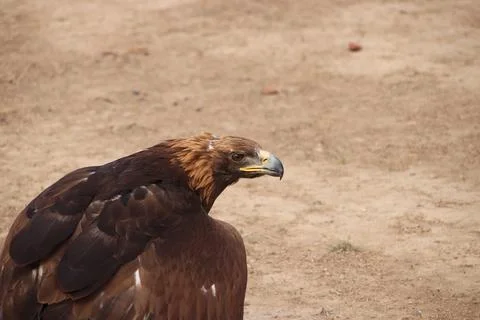 Eagle sitting close up Stock Photos