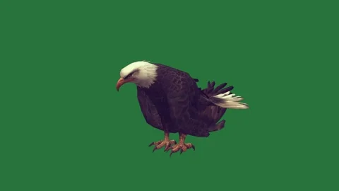 An eagle sitting on a green screen and bald flying through the air flies in is Видео 335122310