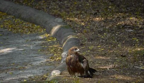 An eagle is sitting on the ground Stock-Fotos